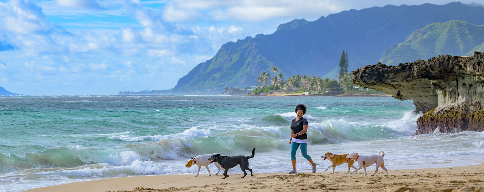 private dog training lessons in hawaii oahu