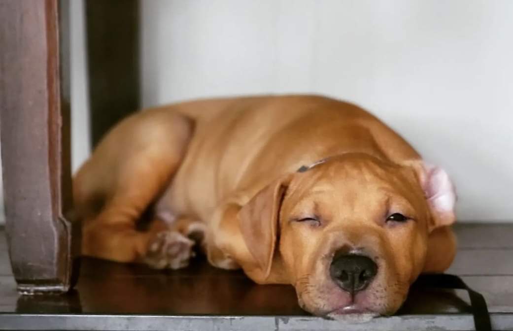 virtual puppy classes