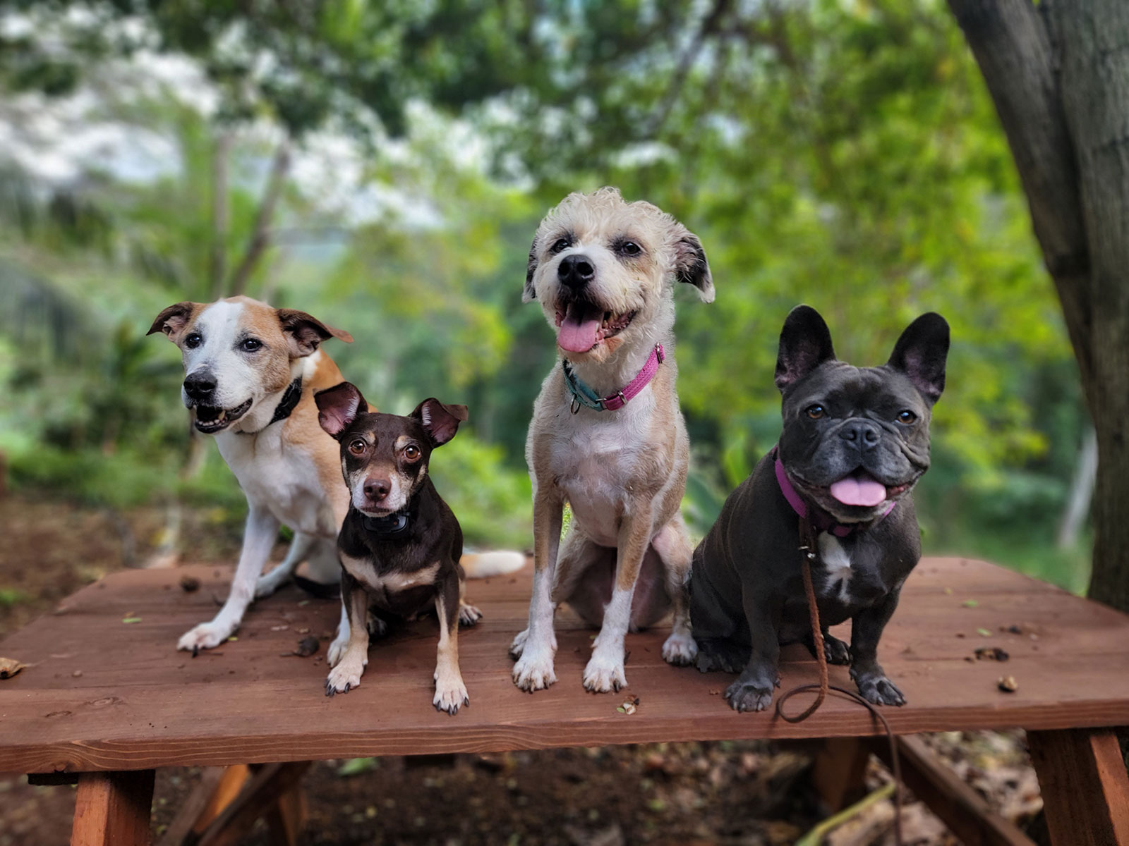 oahu dog training private lesson subscription plan